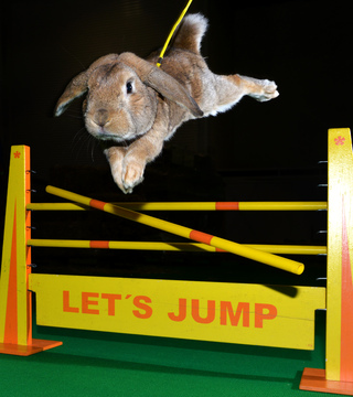 Show jumping Rabbits